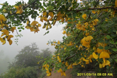angoran1-akas-shrifkazemi1