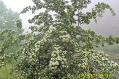 angoran2-akas-shrifkazemi1