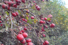 dsc00718_0